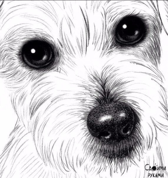 Рисуем собаку с добрыми глазами