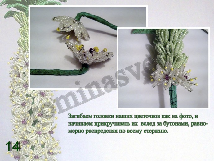 ​Восхитительный эукомис