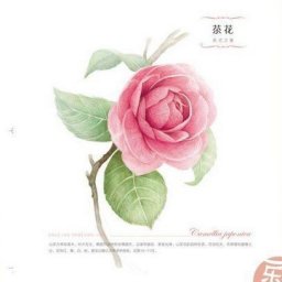 ​Камелия цветными карандашами