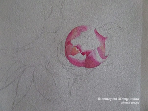 Рисуем роскошные пионы