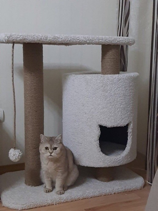 Домик для любимого кота Домик для любимого кота