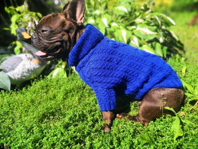 Свитер для французского бульдога Свитер для французского бульдога