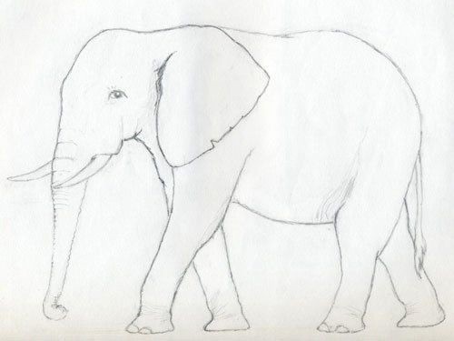 ​Рисуем слона