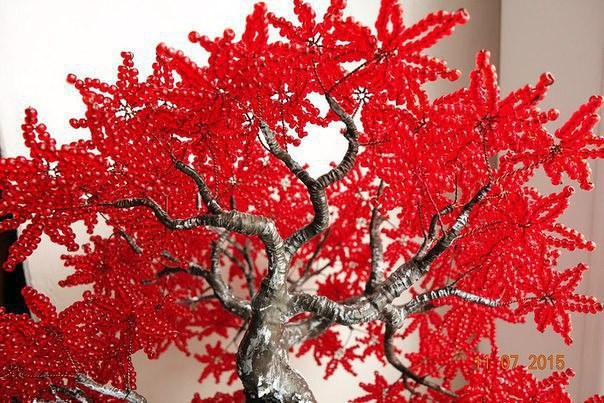 ​Красный бисерный клён