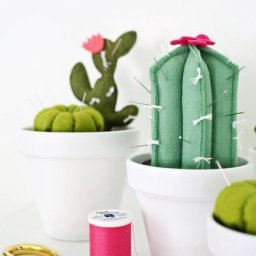 Суккуленты-игольницы