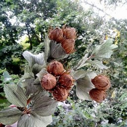 Три орешка для Золушки