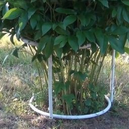 ​Конструкция, сделанная своими руками, для поддержки пионов