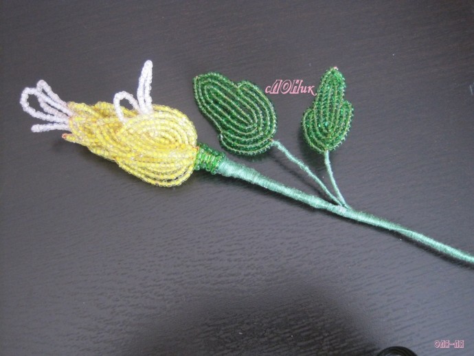 Пахистахис