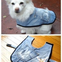 Шьём для домашних любимчиков