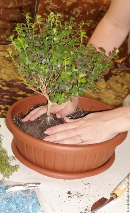 Сад в миниатюре: мастер-класс