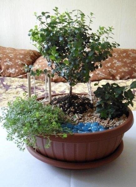 Мини-сад в горшке