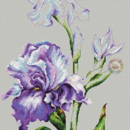 Ирисы невероятной красоты