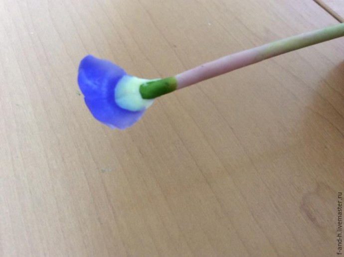 Цветок примулы