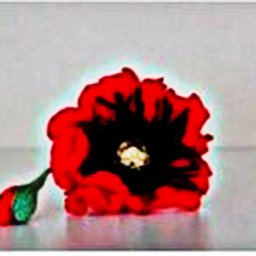 ​Сладкий мак