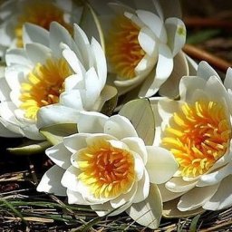 Кувшинки для садового пруда