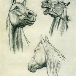 ​Немного о рисовании головы лошади