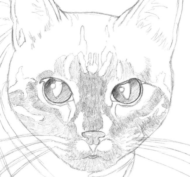 Рисуем кота карандашом