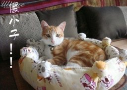 Лежачок для домашнего любимца