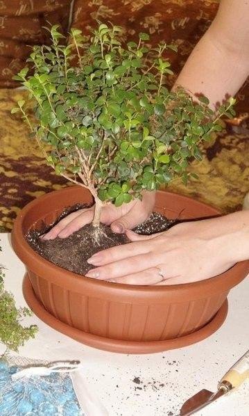 Мини-сад в горшке