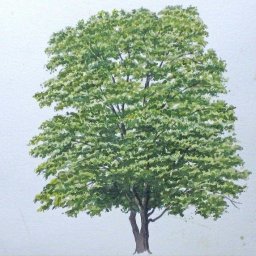 Дерево акварелью