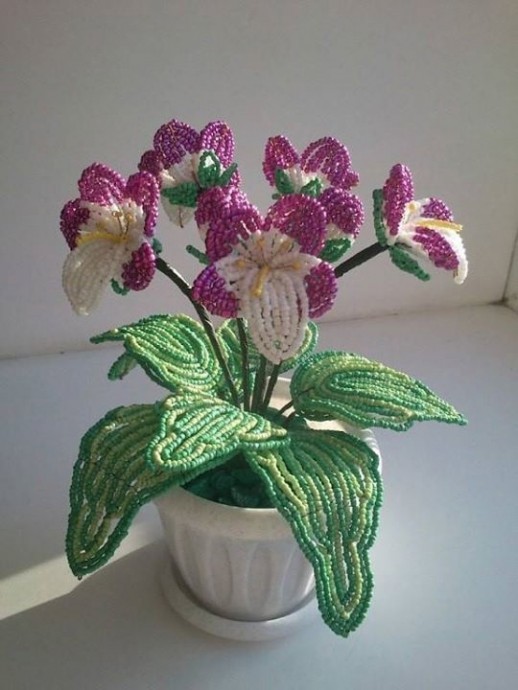 Лесная фиалка или орхидея