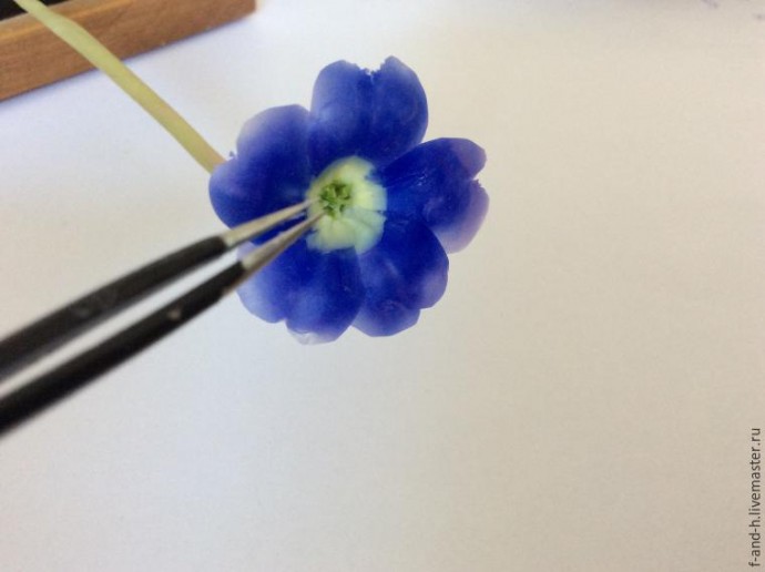 Цветок примулы