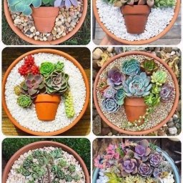 Изумительные идеи создания композиций с суккулентами