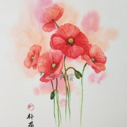 ​Рисуем алые маки