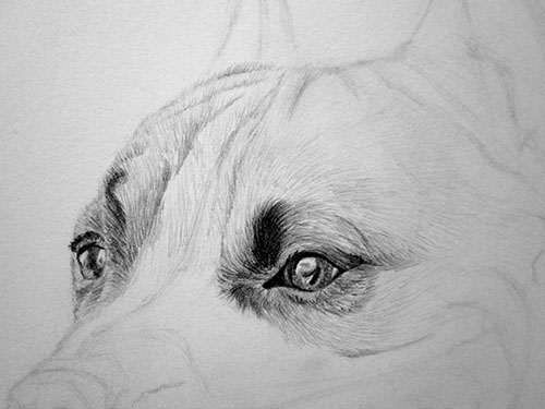 Рисуем очень суровую собаку простым карандашом
