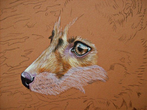 ​Рисуем лису