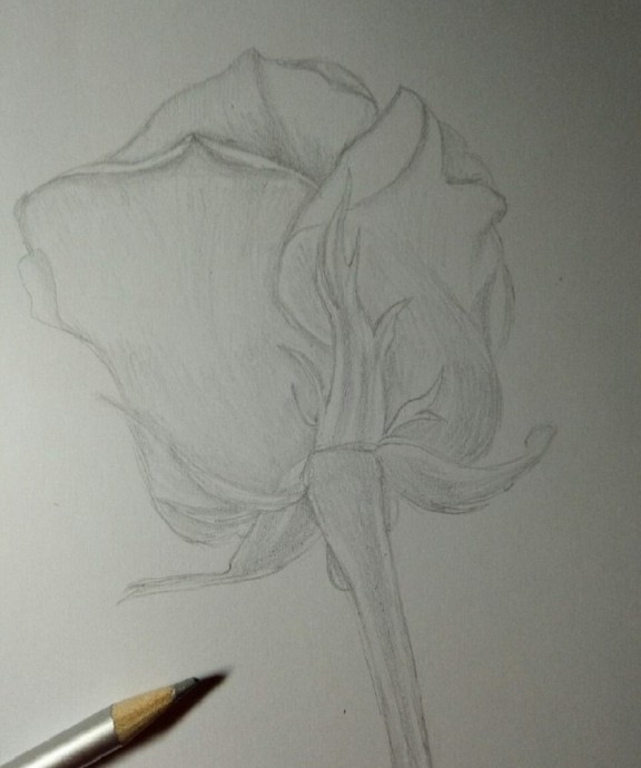 Рисуем розу карандашом: мастер-класс
