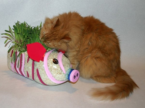 Витаминная свинка из пластиковой бутылки