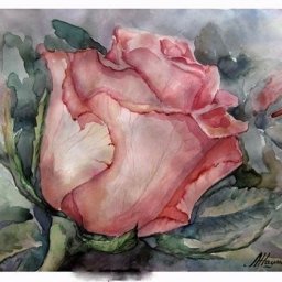 Как нарисовать розу акварелью