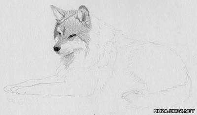 Как нарисовать волка простым карандашом