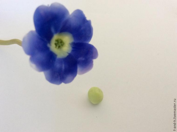 Цветок примулы