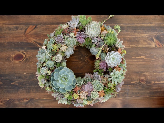 Восхитительные венки из суккулентов