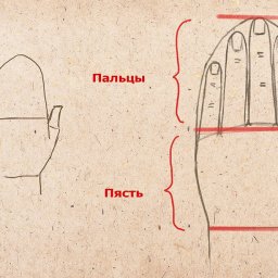 Рисуем кисть руки поэтапно