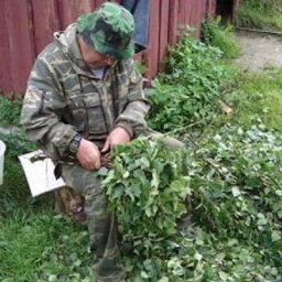 Учимся заготавливать банные веники