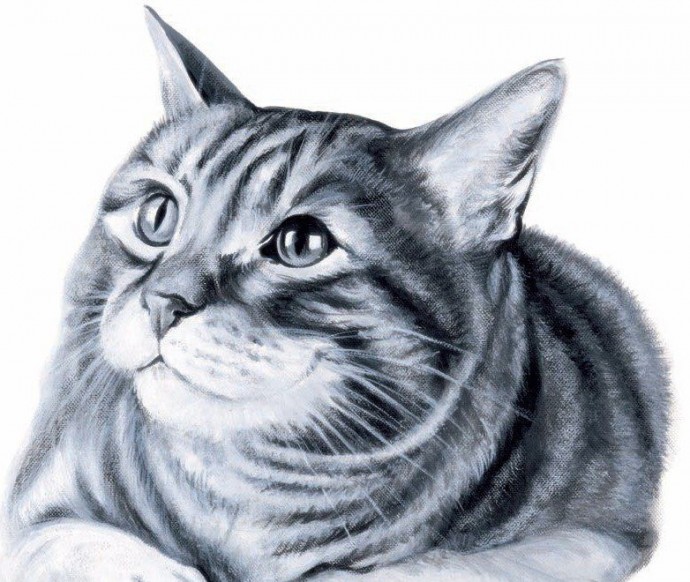 ​Рисуем котика: мастер-класс