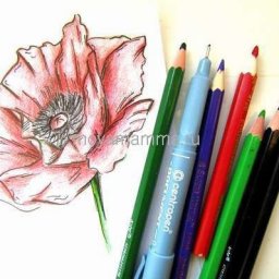 Рисуем мак цветными карандашами