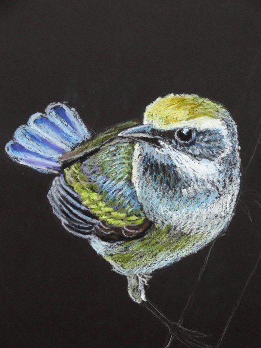 ​Рисуем птичку пастелью
