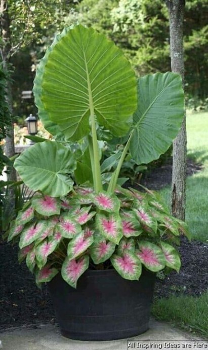 Интересные сочетания живых растений для композиций