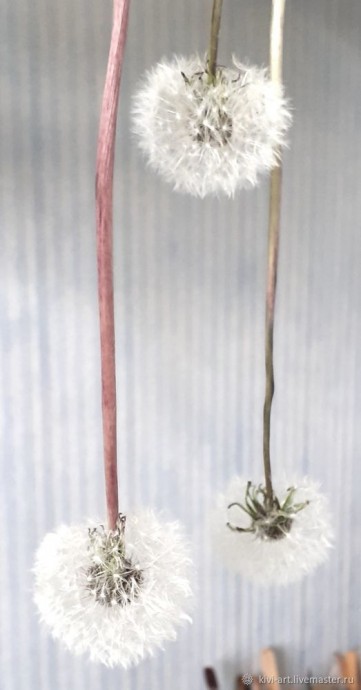 Одуванчиковое счастье