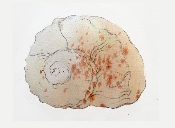 Рисуем ракушку