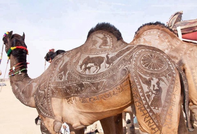Художественная стрижка верблюдов как отдельный вид искусства