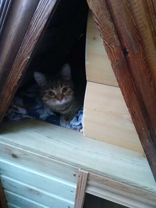 Домик для кота из обрезков пиломатериалов