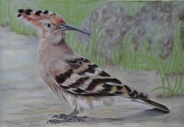 Рисуем красивую птичку