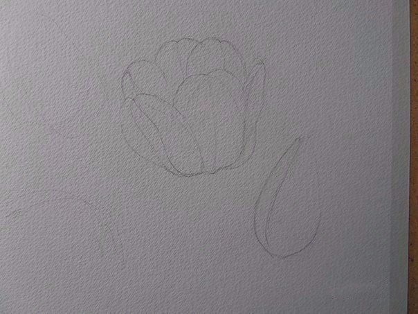 ​Рисуем тюльпаны