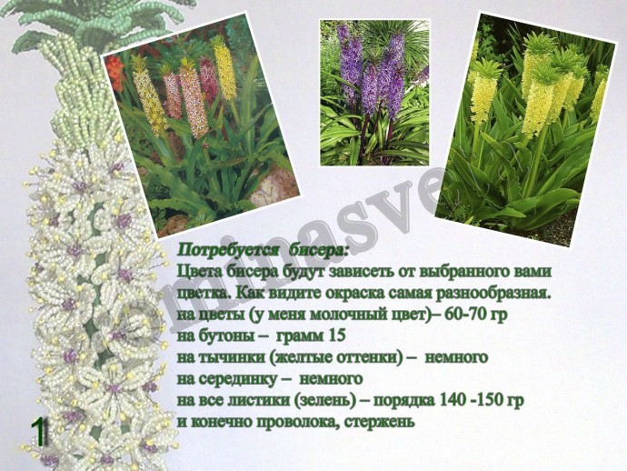 ​Восхитительный эукомис