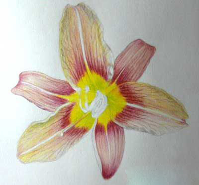 Цветок лилии акварельными карандашами